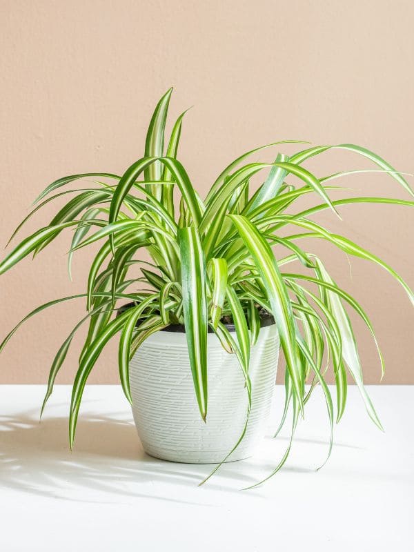 Spider Plant