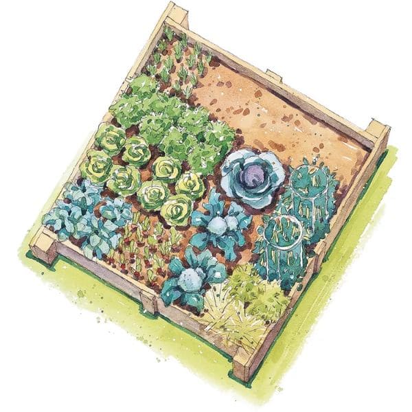 Spring-Harvest Vegetable Garden