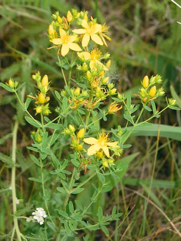 St. John’s Wort