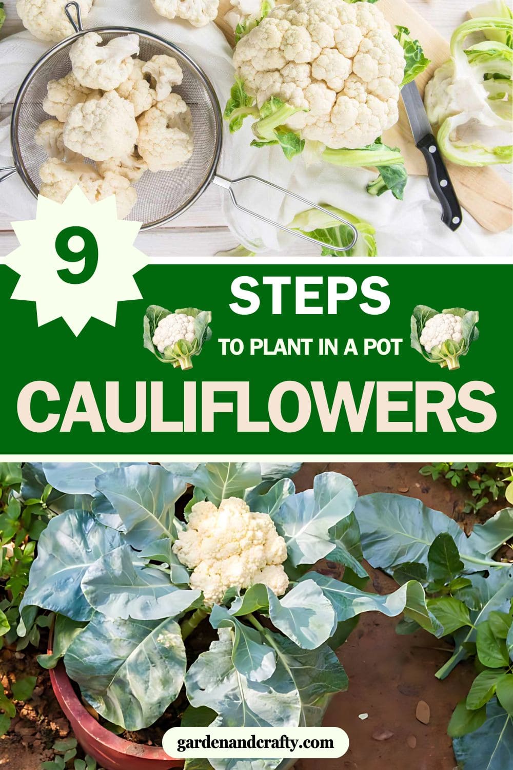 Step-by-step Guide on Growing Cauliflower In A Pot