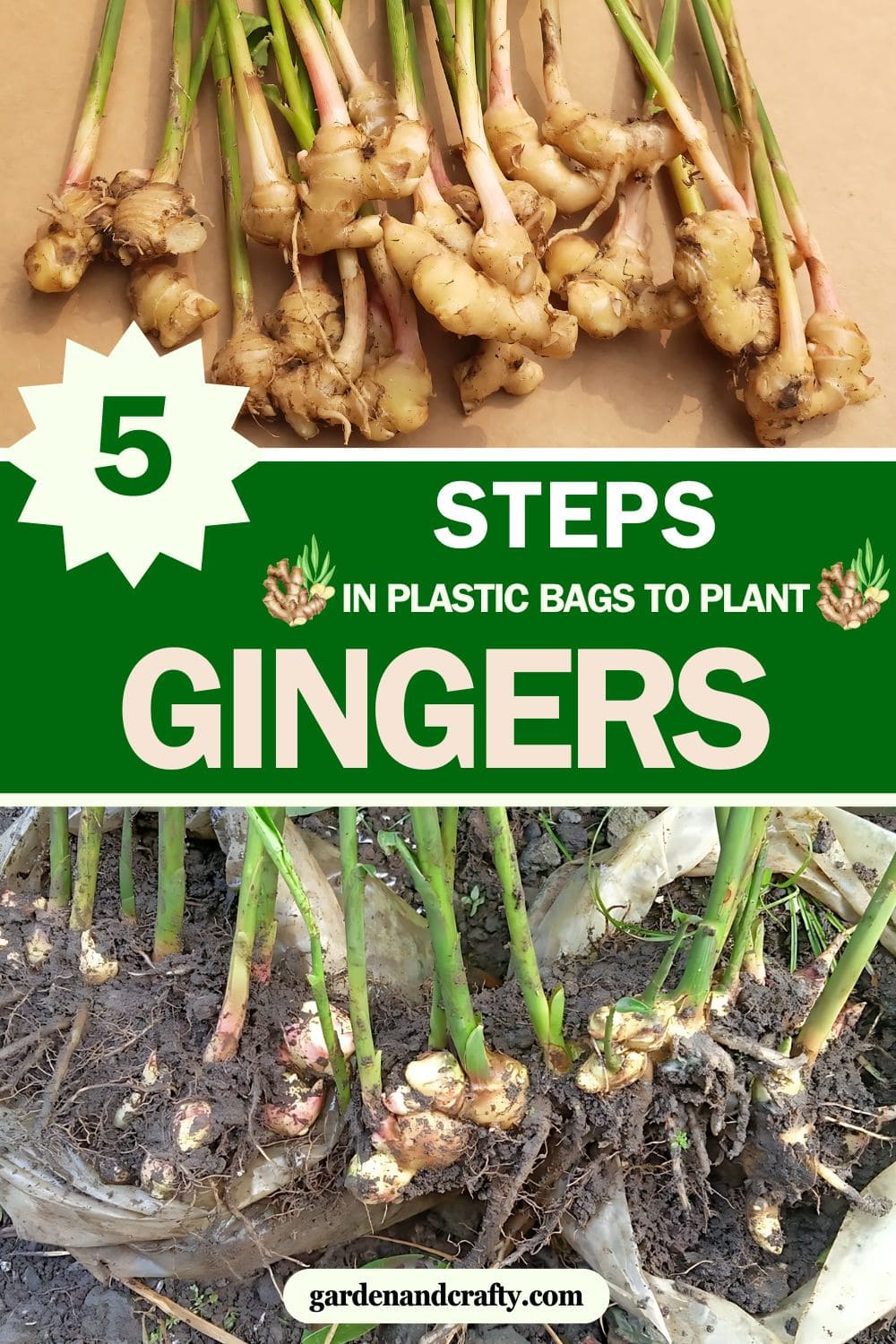 Step-by-step Guide on Growing Ginger in Plastic Bags