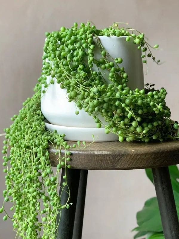 String of Pearls