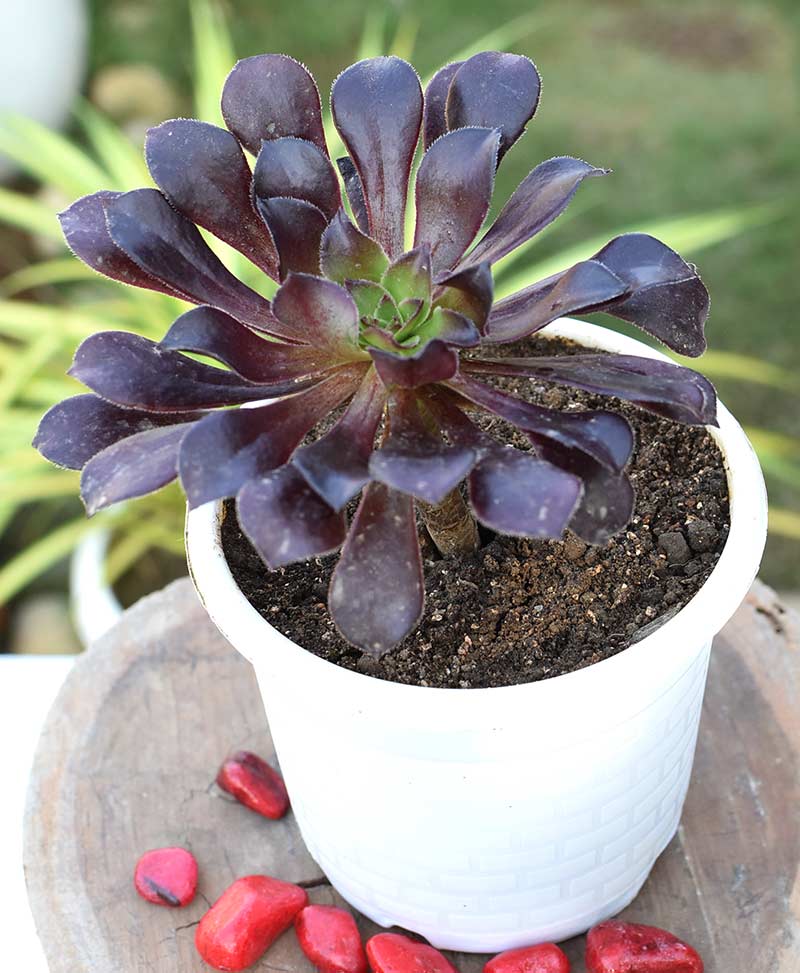 Aeonium “Black rose”