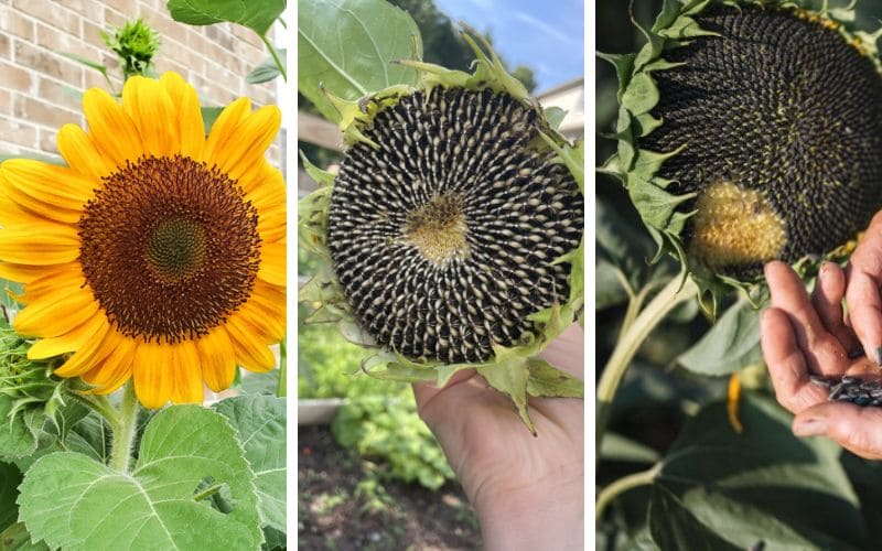 Sunflower from bloom to seeds