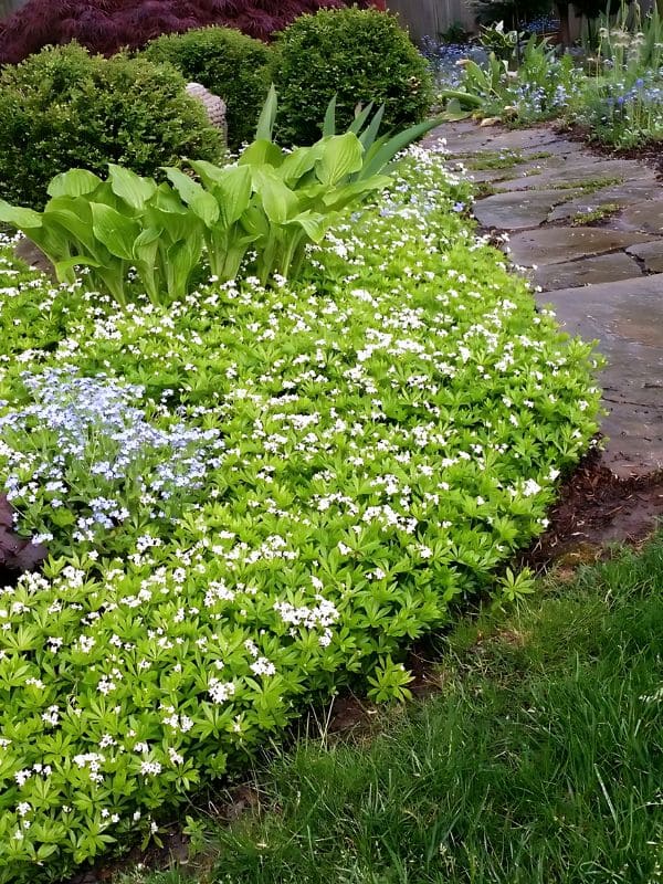 Sweet Woodruff