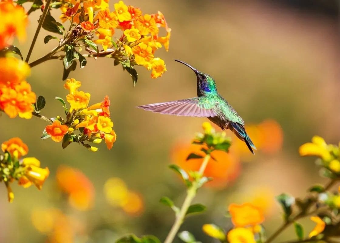 Your Garden Will Become A Hummingbird Garden Thanks to These Flowers