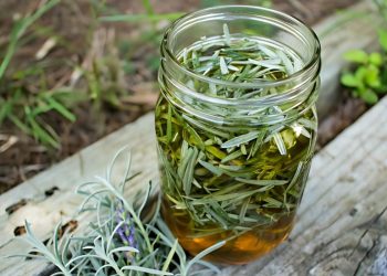 The Best Uses of Lavender Leaves You May Not Know