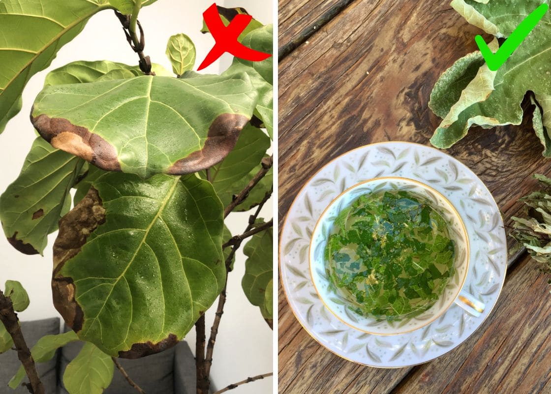 Most People Enjoy Figs, But They Overlook The Power of Fig Leaves. Here’s why It Matters.