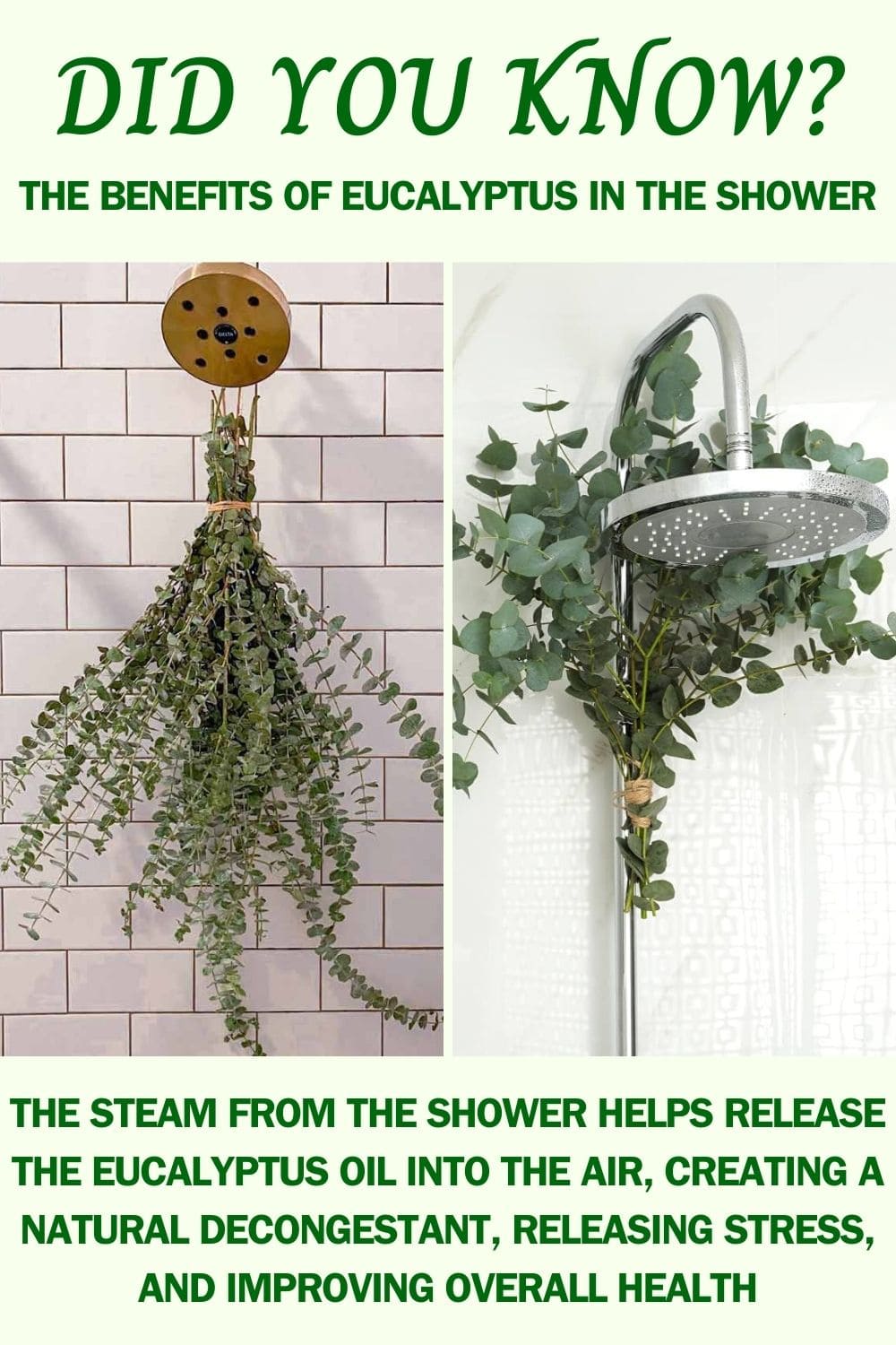 The Surprising Benefits of Eucalyptus in Your Shower