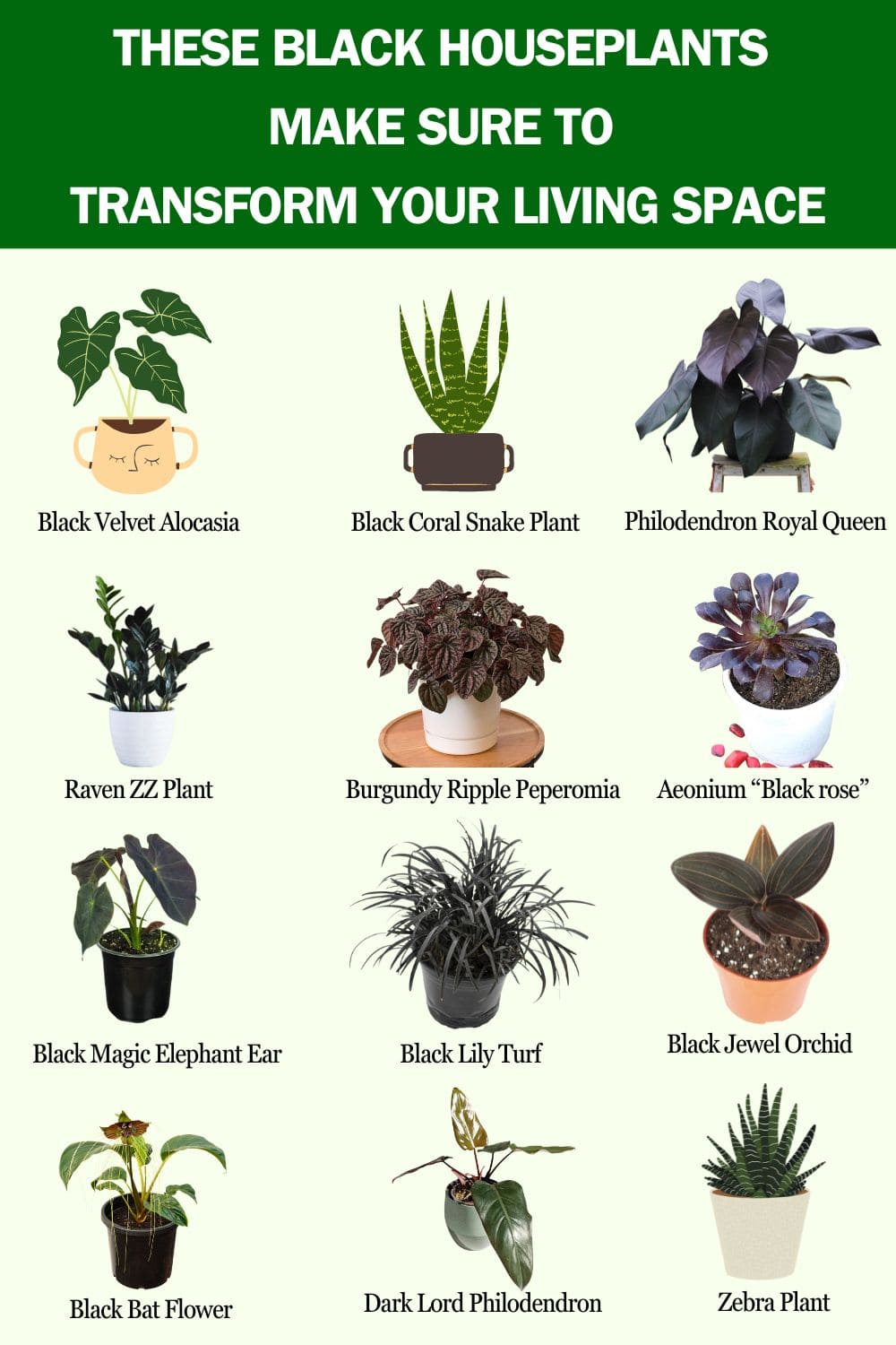 These 20 Black Houseplants Make Sure to Transform Your Living Space