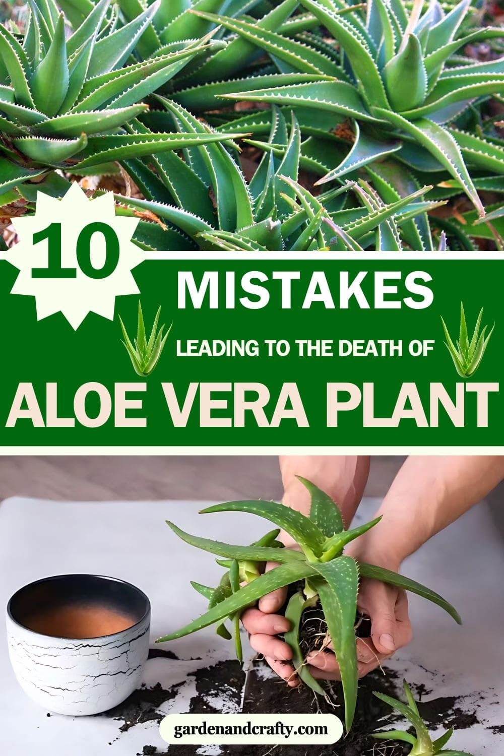 These Are 10 Common Mistakes That Make Your Aloe Vera Plants Die