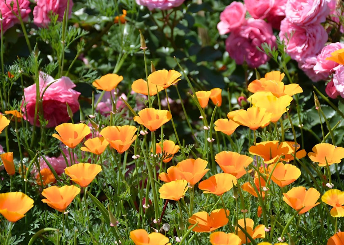 Plant These Once and Watch Them Self-Seed All Over Your Yard