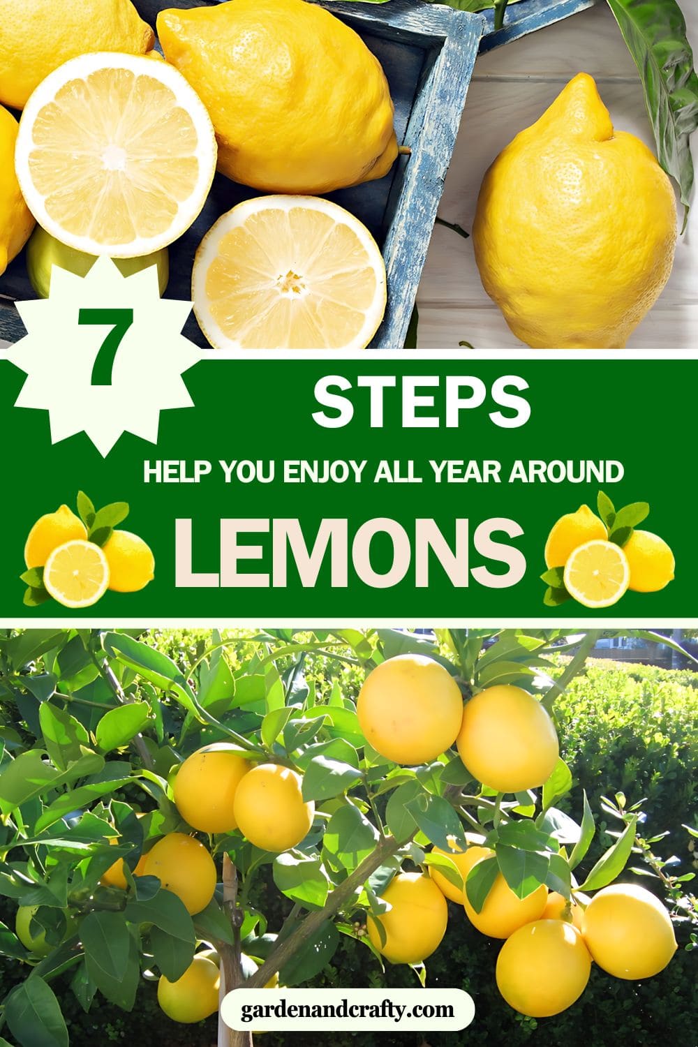 These Steps Help You Enjoy Lemons All Year Around. Here's Your Guide to Success