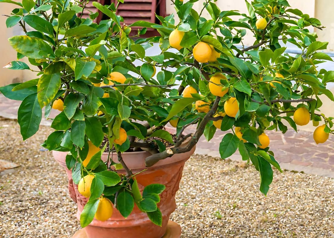 These Steps Help You Enjoy Lemons All Year Around. Here’s Your Guide to Success: