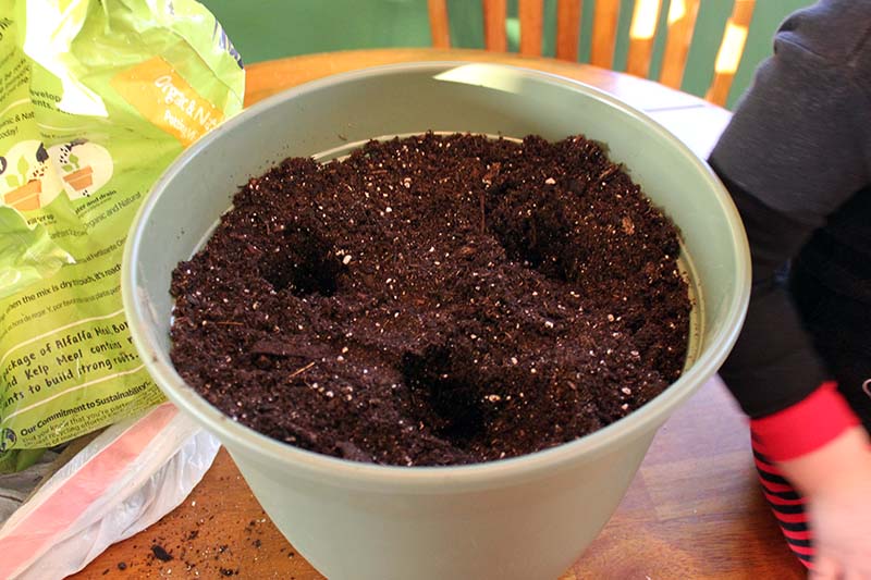 Sowing Broccoli Seeds