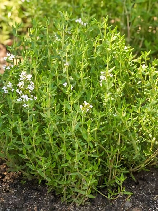 Thyme