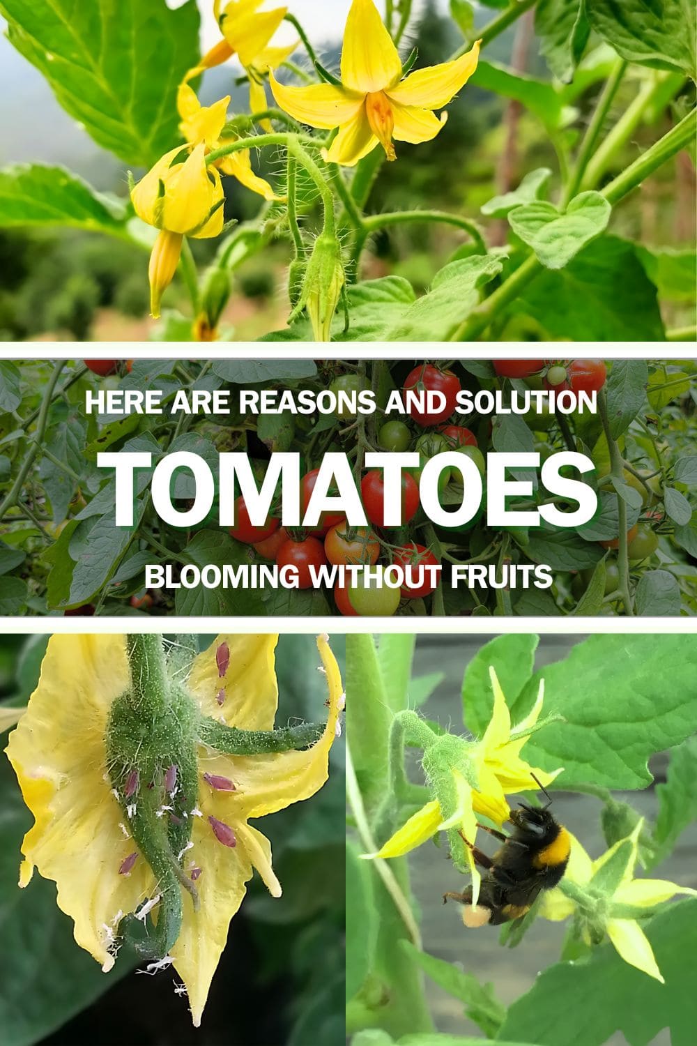 Tomatoes Blooming Without Fruit: Here’s the Solution You’ve Been Missing