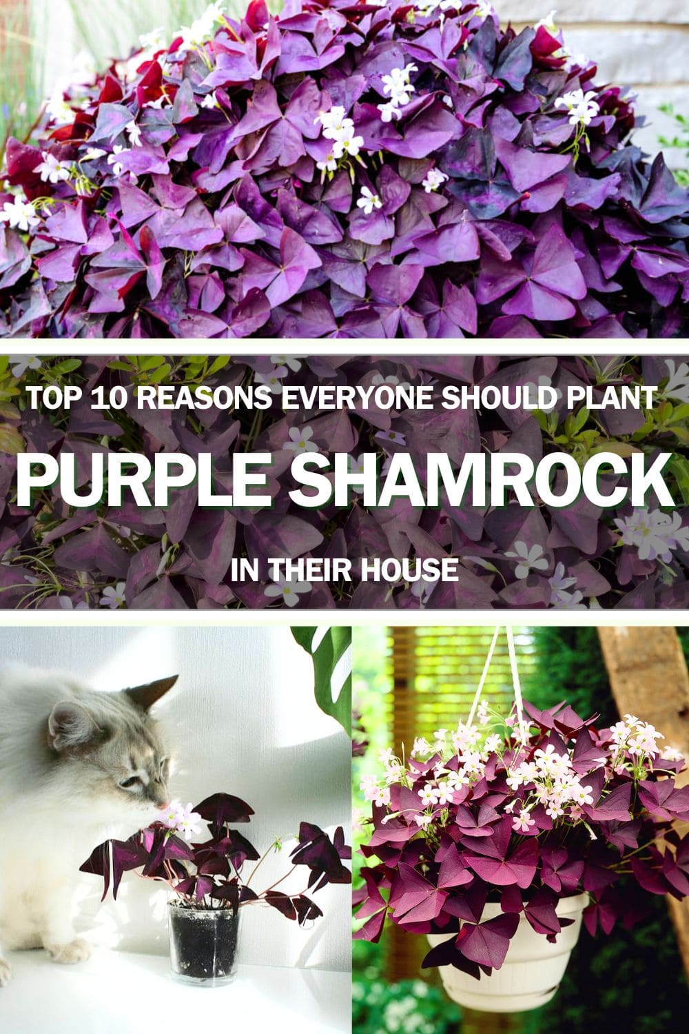 Top 10 Reasons Everyone Should Plant a Purple Shamrock in the House