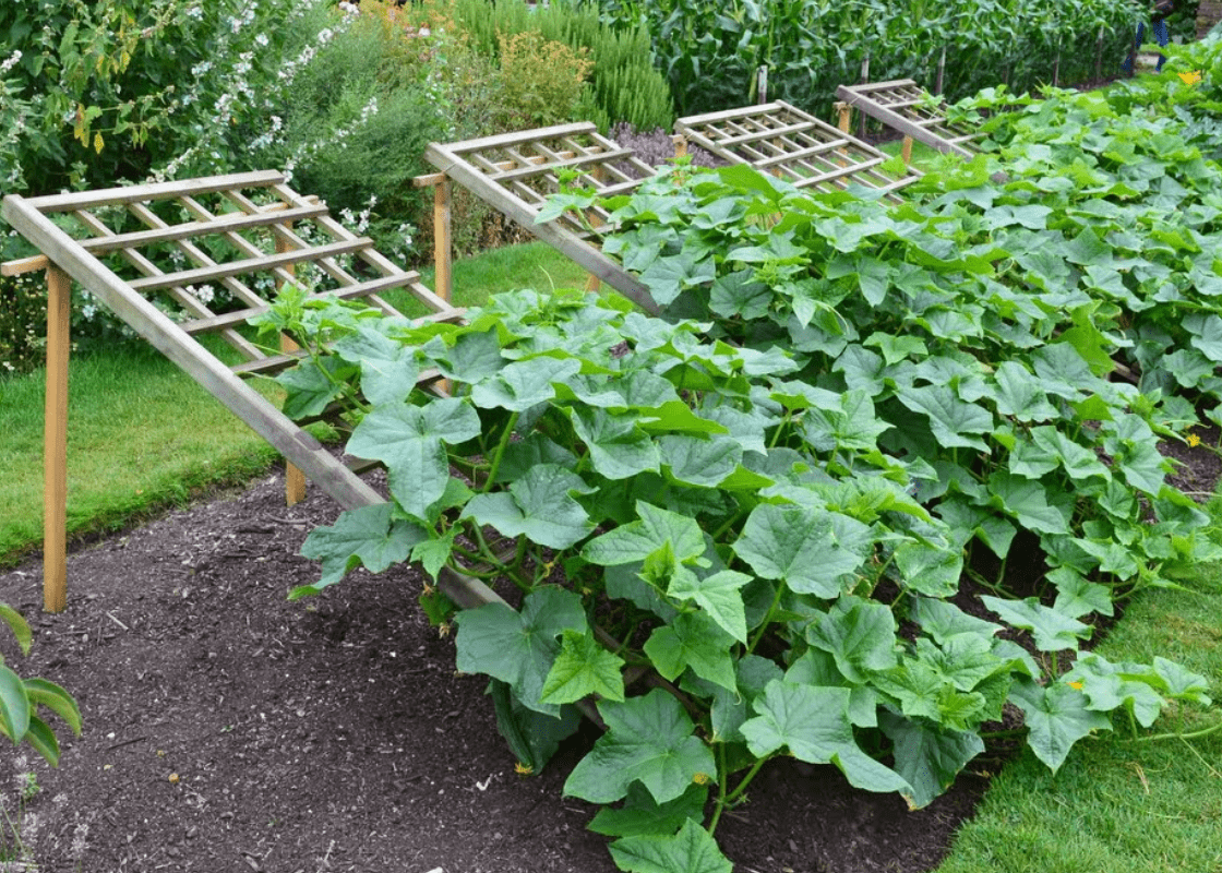 Explore 20 Cucumber Trellis Ideas for a Bountiful Harvest