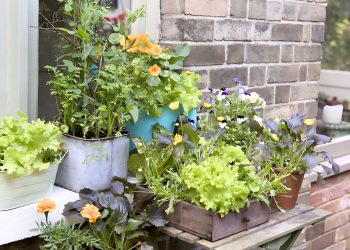 Top 20 Foods That Thrive In Buckets