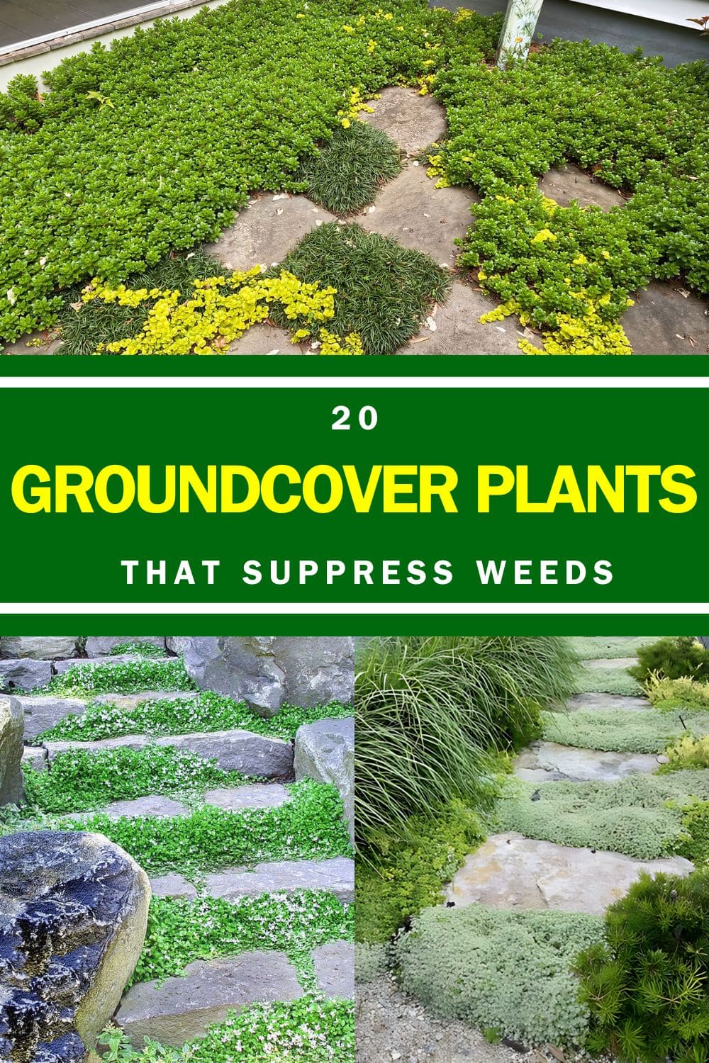 Top 20 Groundcover Plants That Suppress Weeds