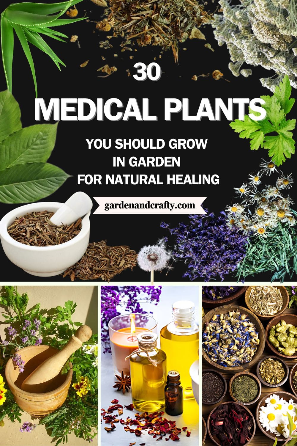 Top 30 Medical Plants You Should Grow for Natural Healing