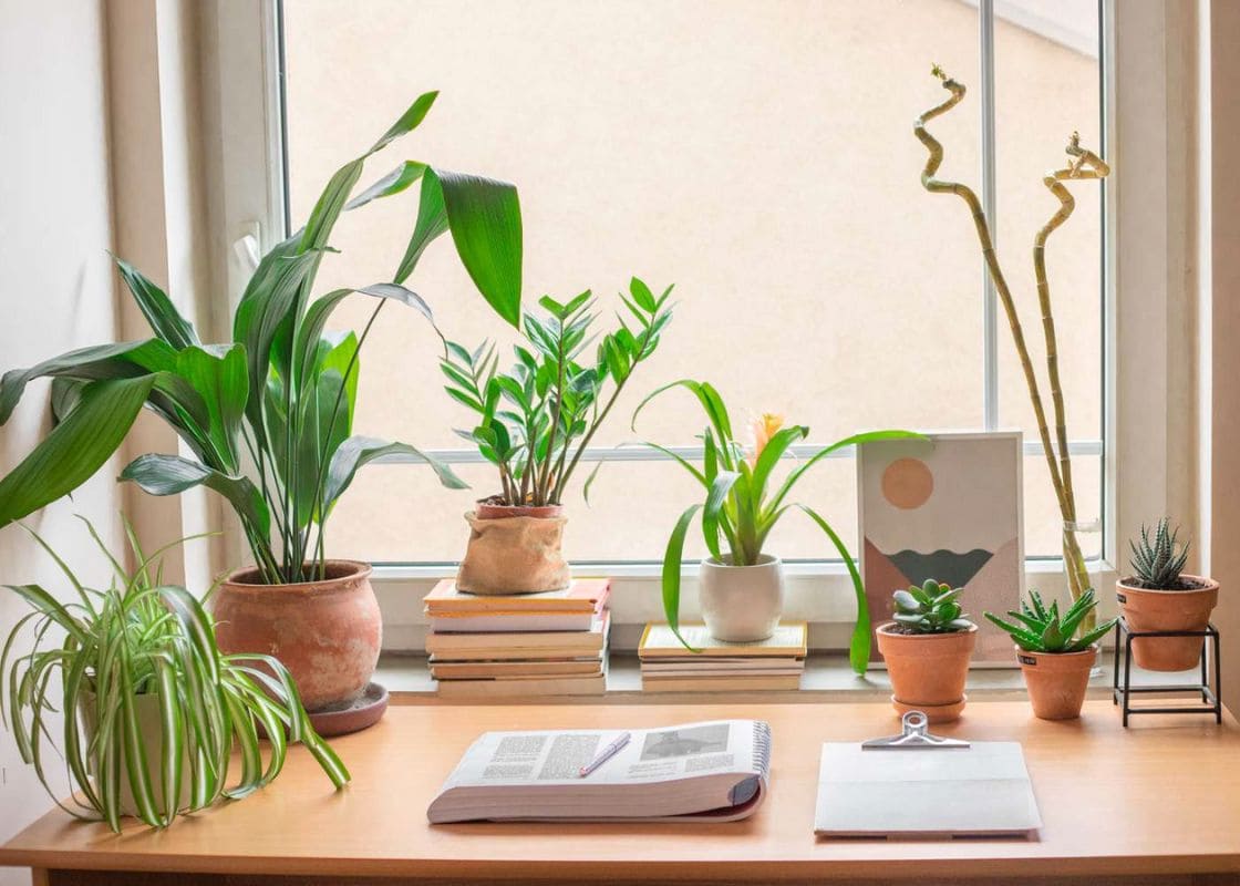 30 Resilient Houseplants That Thrive Even When You Neglect