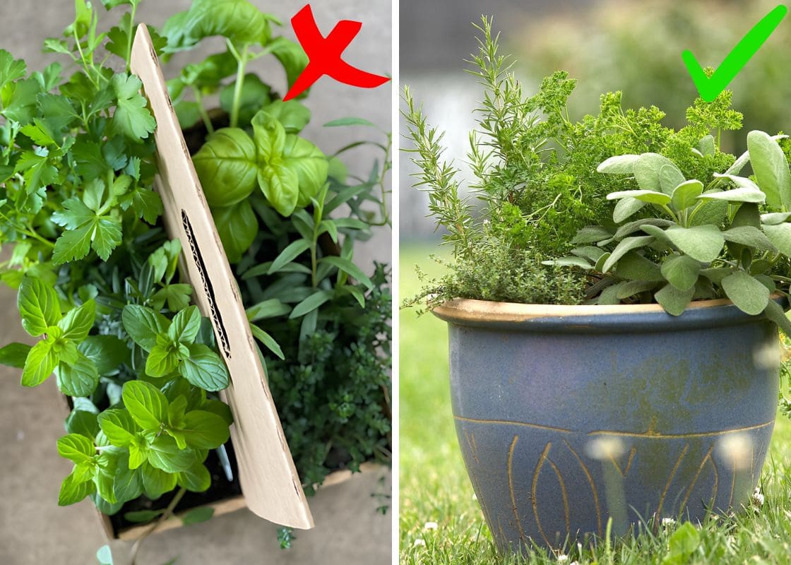 Top Herbs That Thrive Together in a Pot for a Flavorful Garden