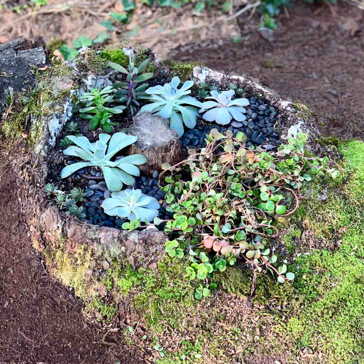 How to Bore Out A Tree Stump for A Planter