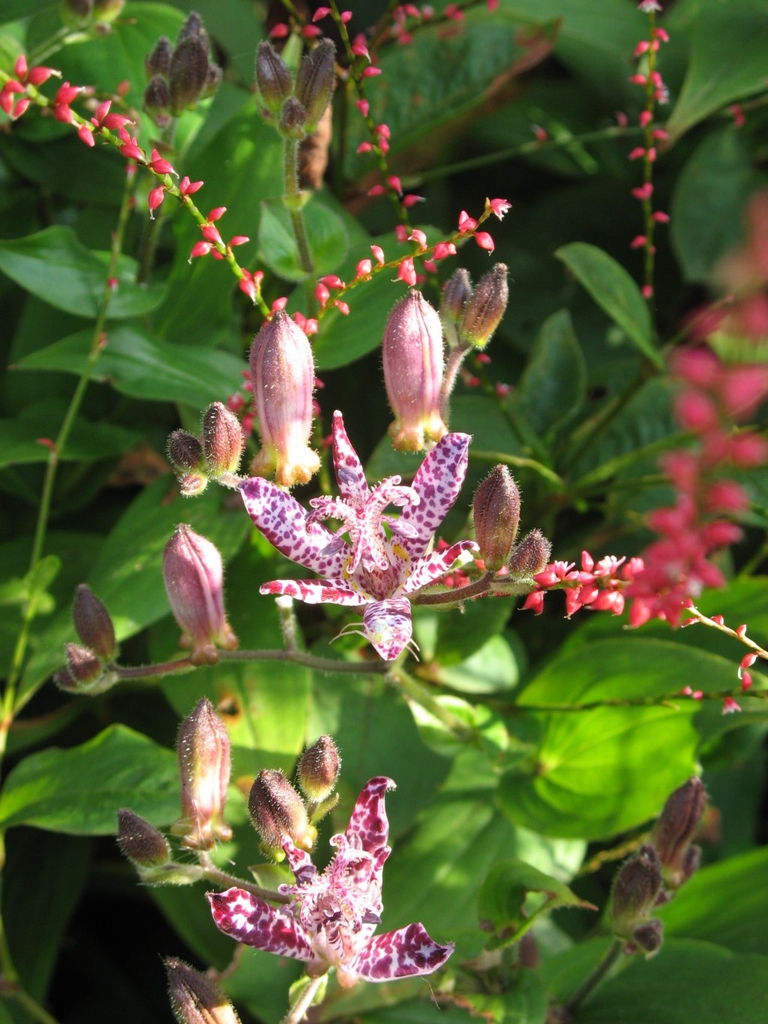 Toad Lily