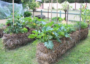 Uncover the Secrets of Soil-Free Gardening 10 Essential Tips for Straw Bale Success