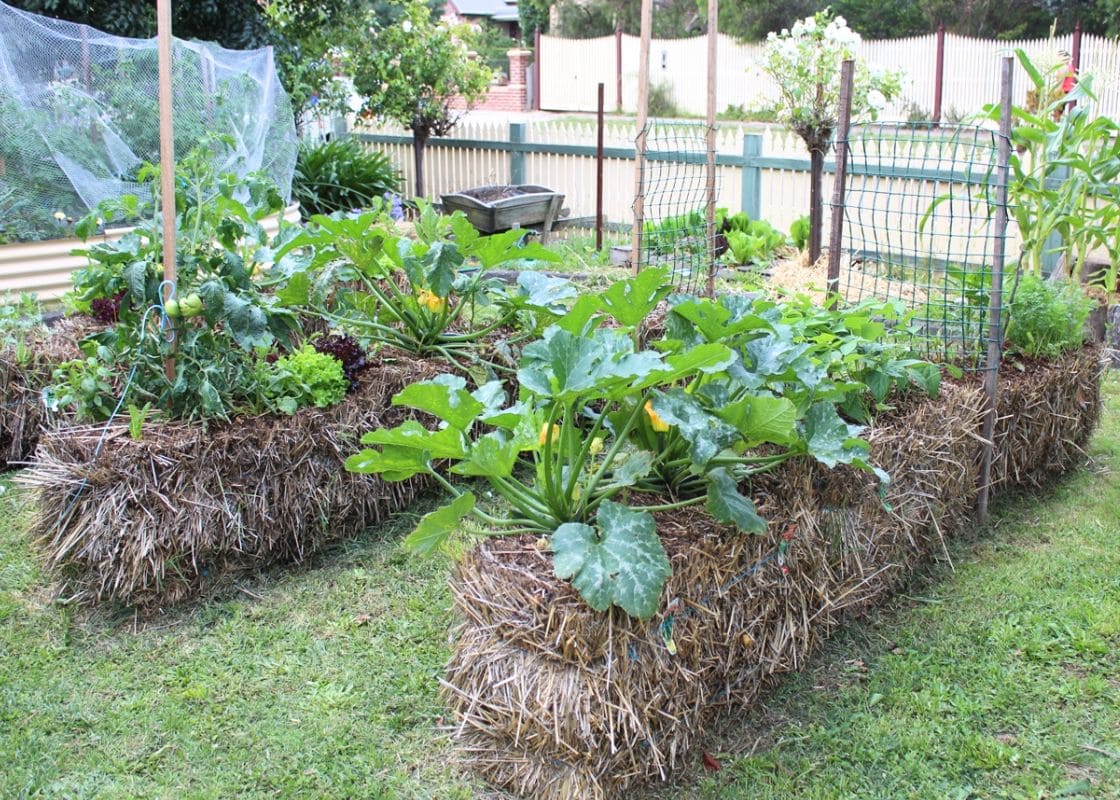 Uncover the Secrets of Soil-Free Gardening: 10 Essential Tips for Straw Bale Success