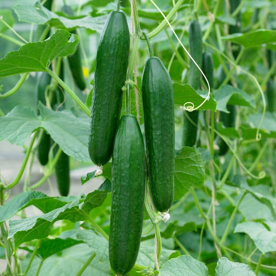 Cucumbers