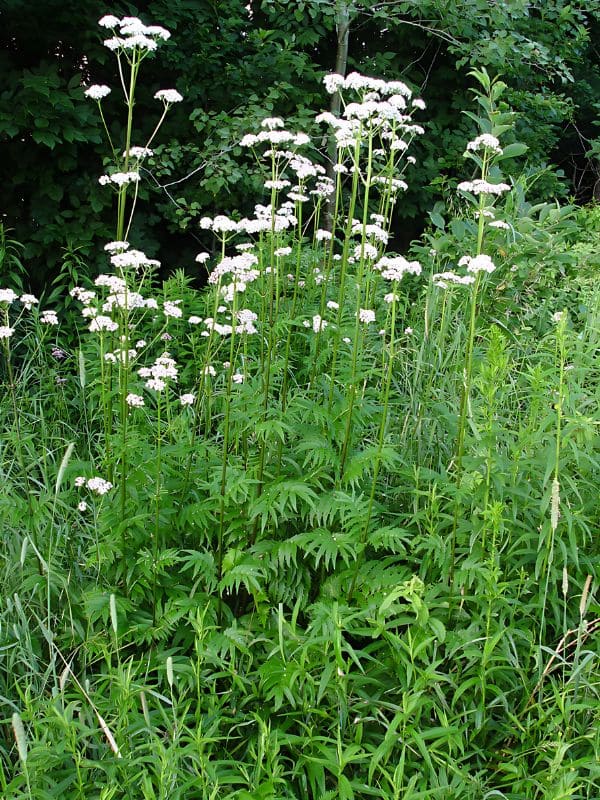 Valerian Root