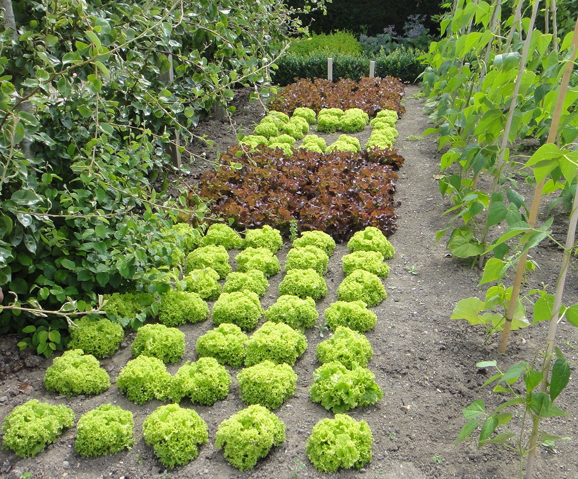 Arranging Plants in Rows