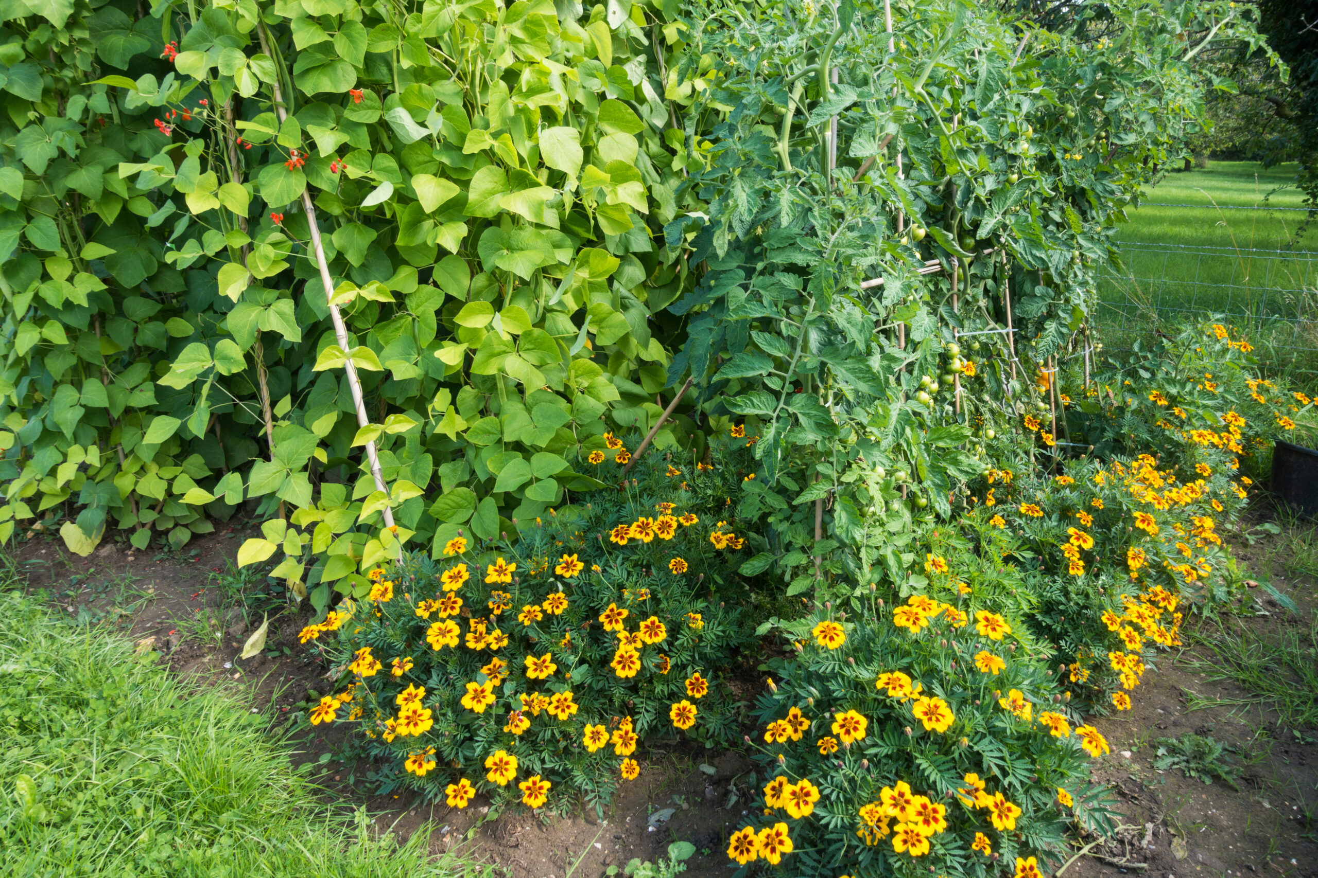 Selecting Food Plants