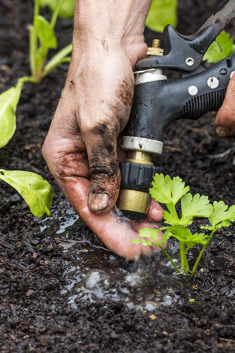 Watering Celery