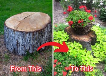 Way to Bore Out A Tree Stump for A Planter