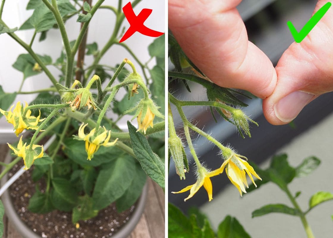 Tomatoes Blooming Without Fruit? Here’s the Causes and Solution You’ve Been Missing