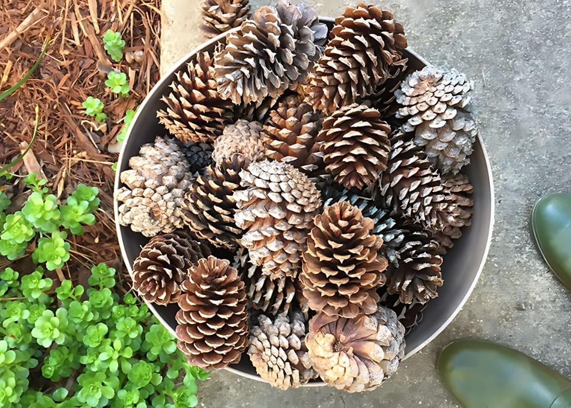 Add Pinecones to The Bottom of Your Planter: Here’s Why It Works