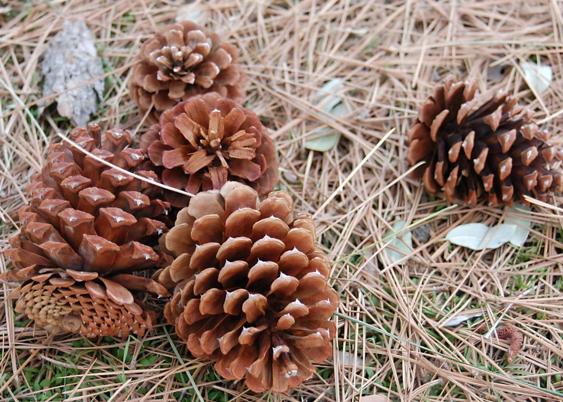 Here’s Why You Should Collect Pine Cones and Leave Them in the Garden