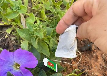 Why You Should Plant Teabags In The Garden