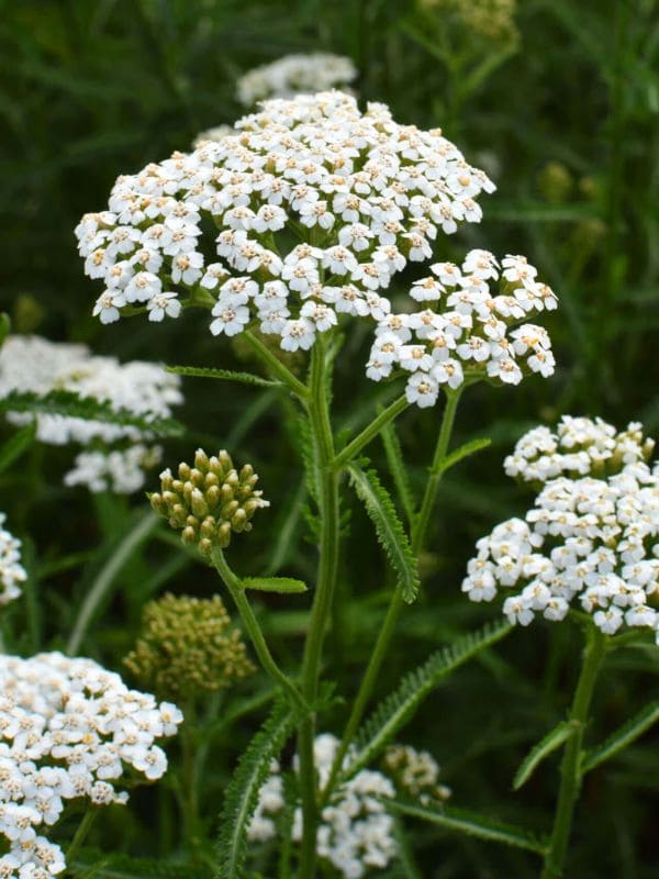 Yarrow