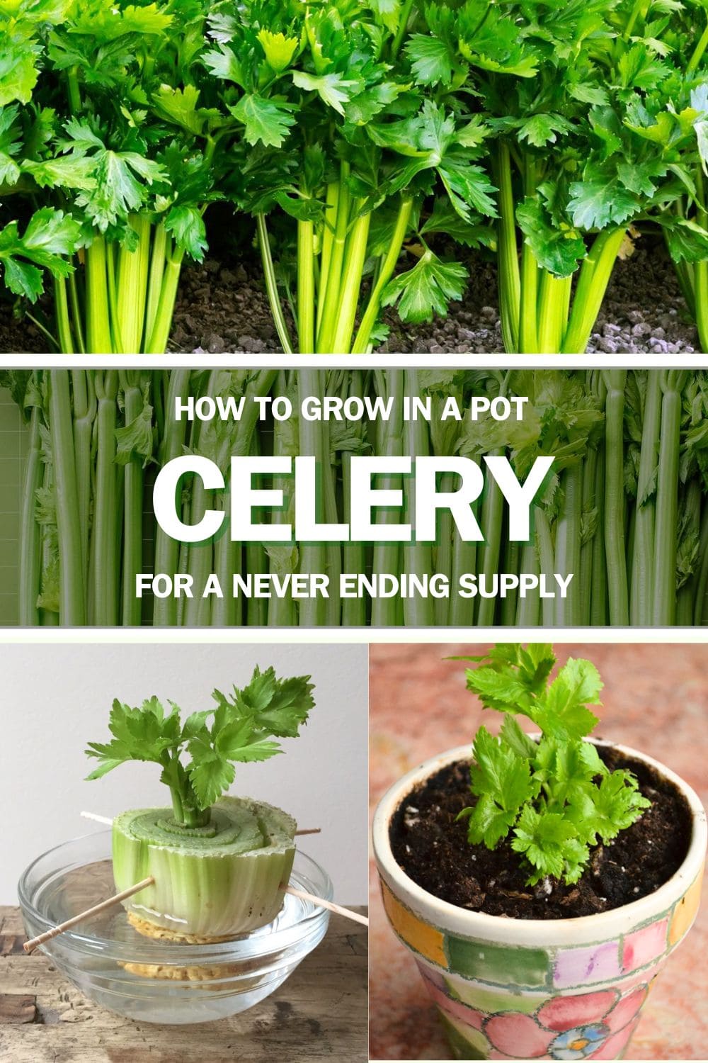 You Can Enjoy A Never Ending Supply of Celery At Home In A Pot. Follow This Step-by-Step Guide