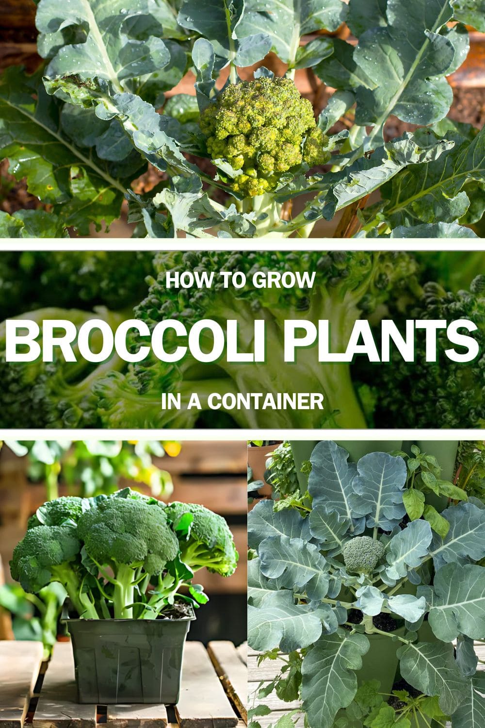 You Can Grow Broccoli At Home In A Container Easily. Here's Full Guide