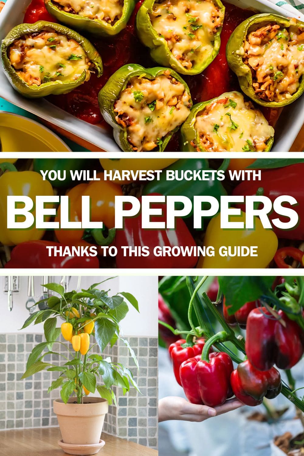 You Will Harvest Buckets With Full of Bell Peppers Thanks to This Guide