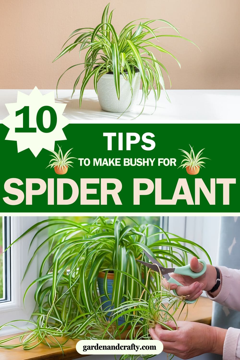 Your Spider Plant Will Become Bushy Thanks to These Tips