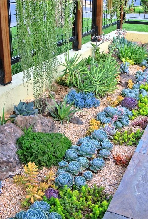 Succulent Garden