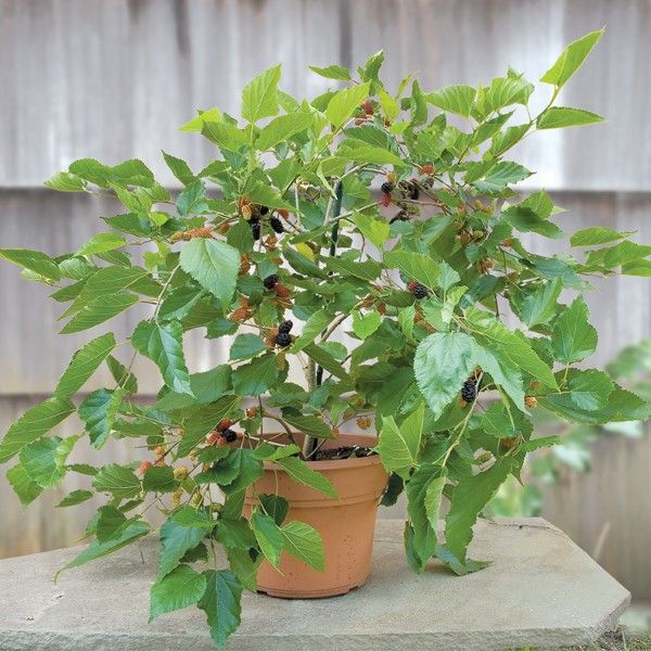 Dwarf Mulberry