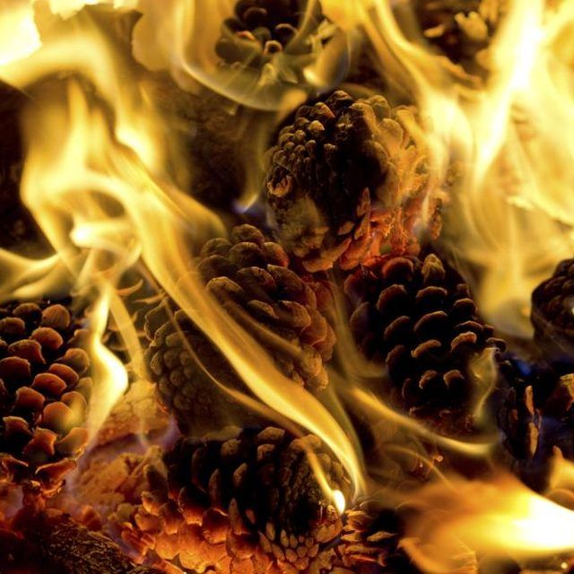 Pine Cones as Fire Starter